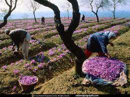 saffron,iranian saffron,price of saffron,saffron price,buy saffron,bulk saffron
