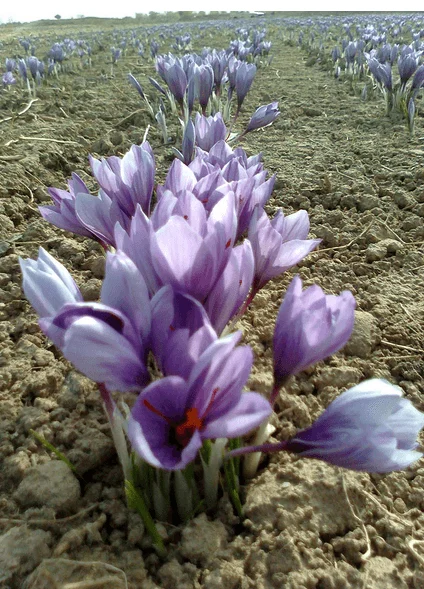 Saffron Ghayenat, Saffron prices, Export Saffron, Buy Saffron, Saffron price, Saffron prices