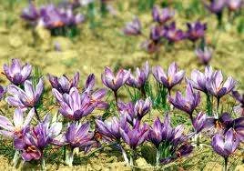 Export Saffron, Buy Saffron, Saffron export prices,Saffron, Saffron for export,price of saffron
