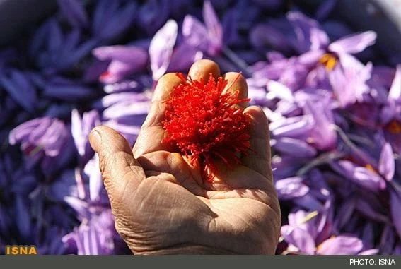 all red saffron, bulk saffron, buy saffron, export saffron, import saffron, iran saffron, iranian saffron, organic saffron, pure saffron, red saffron, saffron, saffron store, Sargol saffron, sell saffron