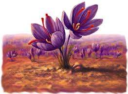  all red saffron, bulk saffron, buy saffron, export saffron, import saffron, iran saffron, iranian saffron, organic saffron, pure saffron, red saffron, saffron, saffron store, Sargol saffron, sell saffron