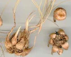 saffron,pure saffron,iranian saffron,saffron from iran,sale saffron,store saffron,buy saffron,buy online saffron