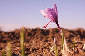 Saffron beneficial effect on menstrual disorders.