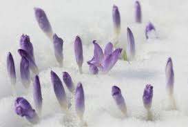 saffron,pure saffron,iranian saffron,saffron from iran,sale saffron,store saffron,buy saffron,buy online saffron