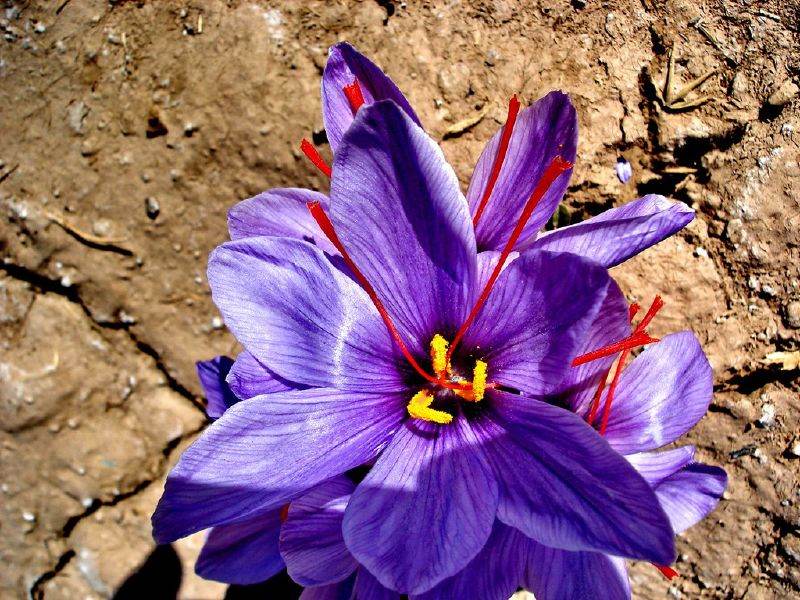 Saffron cultivation tips,We are Supplier Iranian saffron