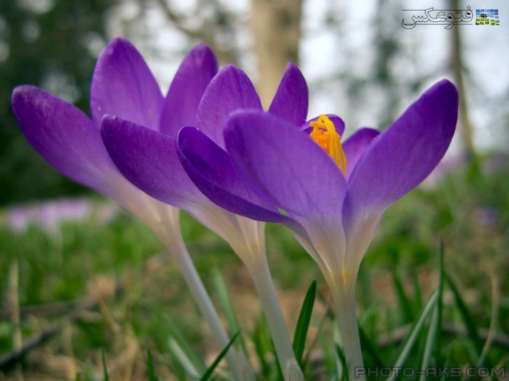 saffron,red saffron,pure saffron,orghanic saffron,buy saffron,sale saffron,price saffron,price iranian saffron,saffron from iran