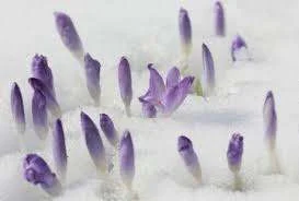 The effects of an overdose of saffron,iranian saffron