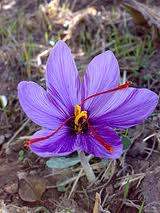 iranian saffron price,purchase iranian saffron,iranian saffron supplier,iranian saffron suppliers,supplier iranian saffron,red saffron,bulk saffron,buy iranian saffron
