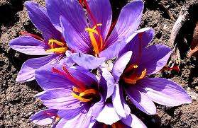 How to use saffron | iranian saffron price,persian saffron price