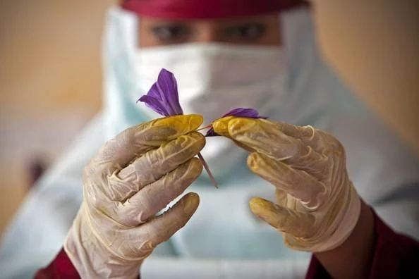 Information on the properties of saffron,saffron,supplier saffron,supplier iranian saffron,bulk saffron,sell saffron