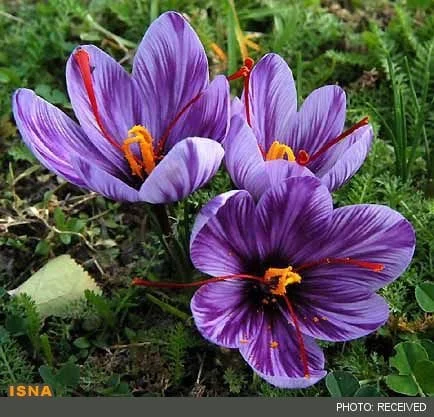 Chinese fake saffron. Warning,sale iranian saffron,red iranian saffron,purchase iranian saffron,supplier iranian saffron,saffron price,price saffron
