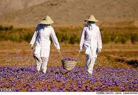 Sale Saffron,we are supplier saffron,bulk saffron,red saffron,iranian saffron,price of saffron,price of iranian saffron,Guaranteed purchase fund Saffron,fund Saffron,saffron,saffron price
