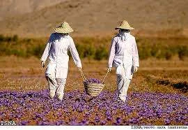 Sale Saffron,we are supplier saffron,bulk saffron,red saffron,iranian saffron,price of saffron,price of iranian saffron,Guaranteed purchase fund Saffron,fund Saffron,saffron,saffron price