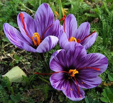 Uses of Saffron,Supplier Iranian Saffron,pure Saffron price,sale bulk saffron,sale saffron,supplier saffron,saffron seller,saffron sellers,iranian saffron seller,iranian saffron sellers