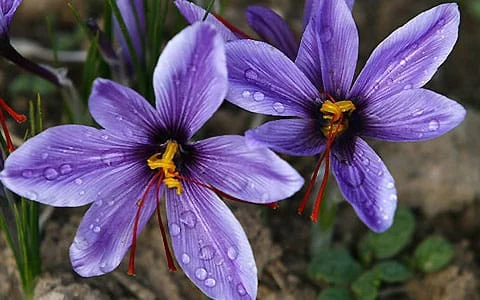 Saffron help inhibit liver cancer,saffron,saffron seller,Supplier Iranian Saffron,wholesale saffron,price of saffron,sargol saffron,poushali saffron,saffron price