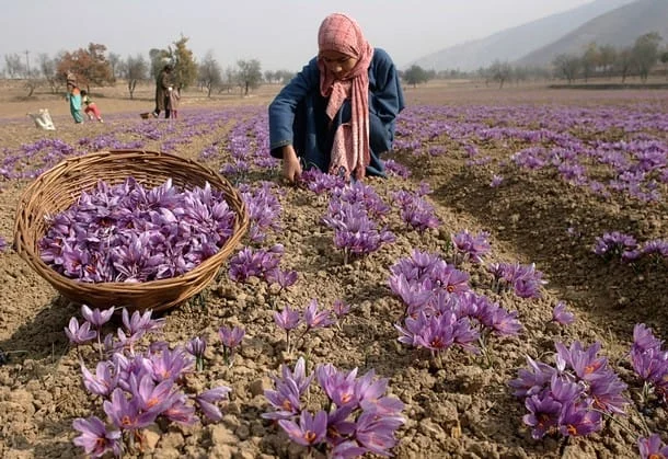 Medicinal properties of saffron,Saffron seller,iranian saffron seller,supplier saffron,pure saffron seller,sale saffron,sale iranian saffron