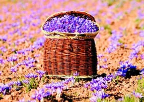 crocus,crocus seller,crocus supplier,iranian saffron seller,price saffron,saffron price,bulk saffron,wholesale saffron,bulk saffron,saffron seller,saffron price