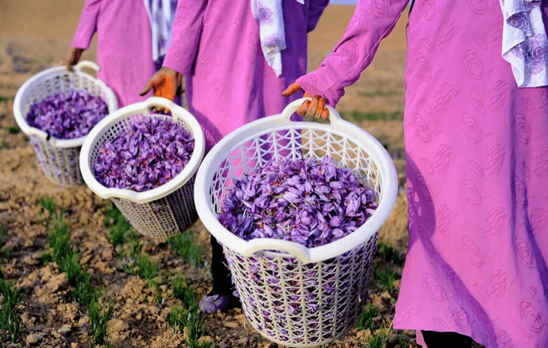 supplier iranian saffron,sale iranian saffron,wholesale iranian saffron,price of iranian saffron,supplier saffron,saffron,Saffron and treat impotence in men