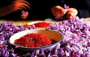 Persian saffron,price crocus,saffron price,saffron,crocus seller,bulk saffron,crocus,organic saffron seller,saffron seller,iranian suppliers