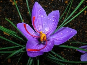 wholesale persian saffron,sale persian saffron,persian saffron price,saffron price,saffron seller,persian saffron seller,Benefits and harms of persian saffron