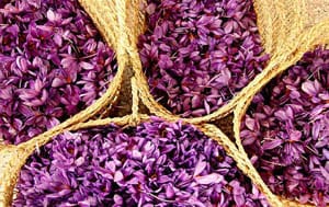 saffron seller,saffron price,wholesale saffron,saffron exporter,saffron,saffron shop,saffron eshop,Some disadvantages of saffron