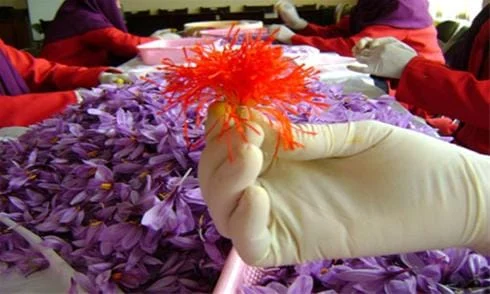 Poushali Saffron,sale Poushali Saffron,wholesale Poushali Saffron,Poushali Saffron seller,Iranian saffron seller,saffron,Poushali Saffron price
