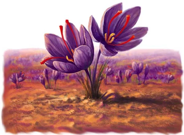 Sargol Saffron,saffron seller,wholesale saffron,wholesale iranian saffron,sargol saffron,sargol saffron seller,sargol saffron price,sale sargol saffron