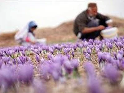 wholesale saffron,saffron seller,supplier saffron in iran,supplier iranian saffron in iran,saffron in iran,price of saffron in iran,saffron price,saffron seller,iranian saffron price,saffron,bulk saffron,sargol saffron,mancha saffron,The planting of saffron in iran