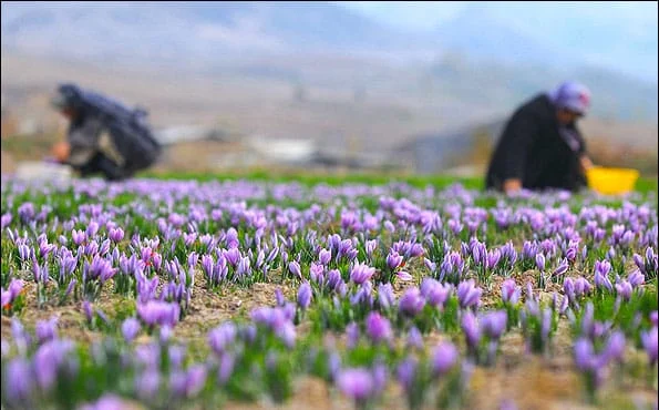 pure saffron,wholesale pure saffron,pure saffron price,pure saffron supplier,iranian saffron seller,saffron price,saffron,Sargol saffron,saffron eshop