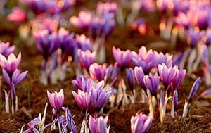 natural saffron,natural saffron seller,wholesale natural saffron,natural saffron price,iranian saffron supplier,iranian saffron price,iranian saffron eshop,iranian saffron exporter,saffron exporter in iran