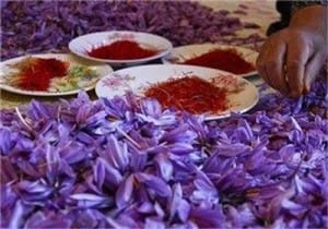 iranian saffron flower suppliers,iranian saffron flower seller,iranian saffron flower price,iranian saffron flower,saffron suppliers,saffron price,iranian saffron,iranian saffron eshop