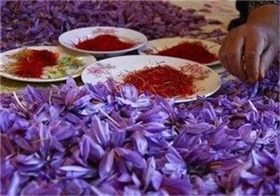 iranian saffron flower suppliers,iranian saffron flower seller,iranian saffron flower price,iranian saffron flower,saffron suppliers,saffron price,iranian saffron,iranian saffron eshopiranian saffron flower suppliers,iranian saffron flower seller,iranian saffron flower price,iranian saffron flower,saffron suppliers,saffron price,iranian saffron,iranian saffron eshop