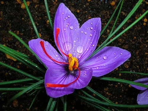 Iranian saffron farmers,Iranian saffron supplier,Iranian saffron seller,Iranian saffron price,Iranian saffron wholesaler,Iranian saffron,price of Iranian saffron