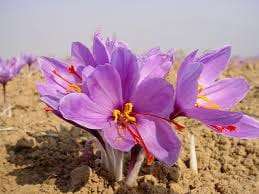 saffron,saffron seller,supplier iranian saffron,about Iranian saffron,about saffron,about Iranian saffron price,about Iranian saffron seller,about Iranian saffron supplier,saffron price,wholesaler iranian saffron