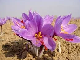saffron,saffron seller,supplier iranian saffron,about Iranian saffron,about saffron,about Iranian saffron price,about Iranian saffron seller,about Iranian saffron supplier,saffron price,wholesaler iranian saffron