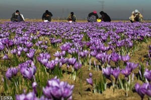 saffron flower,iranian saffron supplier,iranian saffron seller,iranian saffron exporter,saffron flower supplier,saffron price