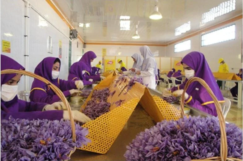iranian saffron exporet,iranian saffron seller,iranian saffron suppliers,saffron iran,saffron manufacturers,saffron processing,saffron price,price of saffron