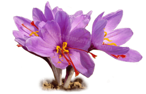 GOLE-SAFFRON3