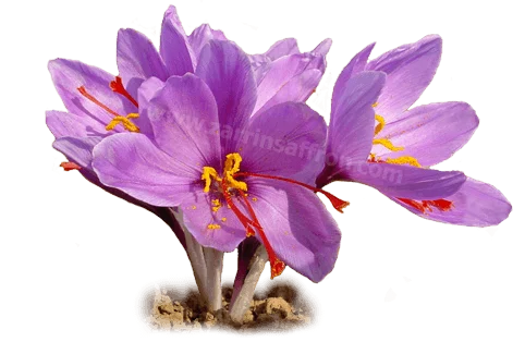 Iranian saffron producers,iranian saffron,iranian saffron wholesaler,iranian saffron exporter,saffron price,saffron suplier,iranian saffron suppliers,iranian saffron sargol,saffron poushali