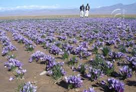 Saffron cultivation,supplier iranian saffron,saffron,saffron price,saffron in iran,supplier saffron in iran,saffron seller,wholesale saffron,saffron manufacturer,poushali saffron Saffron cultivation,supplier iranian saffron,saffron,saffron price,saffron in iran,supplier saffron in iran,saffron seller,wholesale saffron,saffron manufacturer,poushali saffron