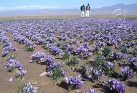 Saffron cultivation,supplier iranian saffron,saffron,saffron price,saffron in iran,supplier saffron in iran,saffron seller,wholesale saffron,saffron manufacturer,poushali saffron