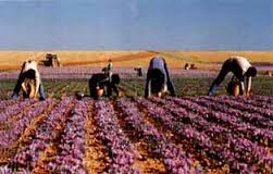 sale safforn,wholesale saffron,exporter saffron,saffron wholesaler,saffron suppliers,saffron price,saffron,saffron iran,plant saffron,plant saffron price,plant saffron exporter,saffron export,Preparing the ground for plant Saffron