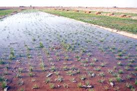 saffron,saffron wholesaler,saffron price,price of saffron,saffron seller,iranian saffron suppliers,saffron sargol,saffron poushali,saffron suppliers,saffron growers,Job description of saffron growers