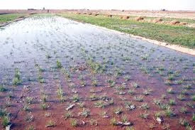 saffron,saffron wholesaler,saffron price,price of saffron,saffron seller,iranian saffron suppliers,saffron sargol,saffron poushali,saffron suppliers,saffron growers,Job description of saffron growers