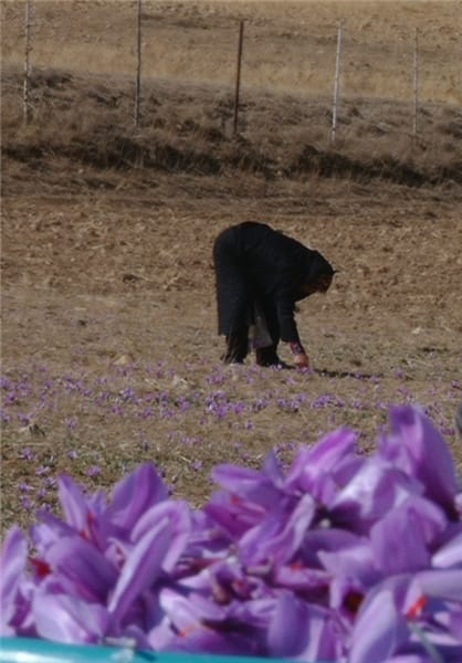 saffron,price saffron,saffron supplier,saffron wholesaler,saffron price,buy saffron,saffron iran,saffron in iran,saffron exporter in iran,saffron production in Iran