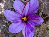 Substances in Saffron,saffron,saffron supplier,iranian saffron seller,saffron price,price of saffron,safforn wholesale,saffon exporter,export saffron