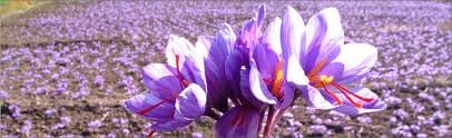 Signs of fraud Saffron,saffron,saffron seller,saffron price,saffron,saffron supplier,iran saffron,saffron iran,lamancha saffron,saffron iranian exporter,iranian saffron