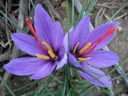 saffron,saffron seller,wholesale saffron,saffron supplier,saffron price,price of saffron,saffron iran,iranian saffron,saffron seller,Saffron was eliminated export duties