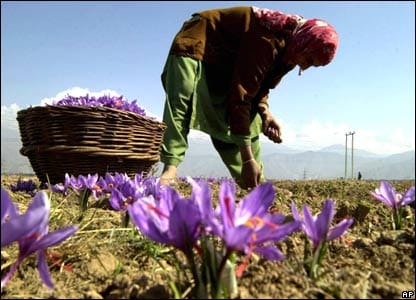 saffron,saffron seller,wholesale saffron,saffron supplier,saffron price,price of saffron,saffron iran,iranian saffron,saffron seller,saffron production