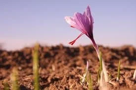 natural saffron,saffron,saffron seller,wholesale saffron,saffron pure,saffron price,price of saffron,saffron wholesale,saffron suppliers,saffron supplier,saffron sargol